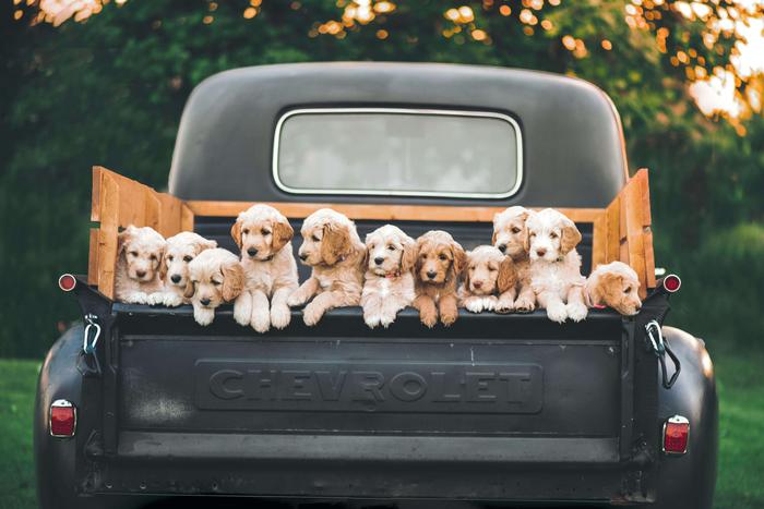 Dupree Motor Company